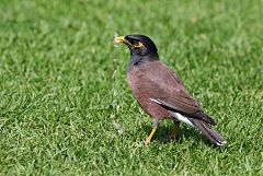 Common Myna